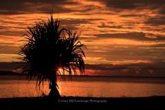 Pandanus Sunrise