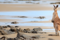 Beach Kangaroo Panoramic: