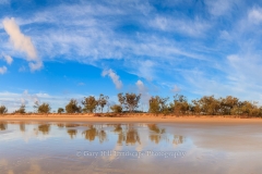 Wild Cattle Morning