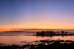 Wild Cattle Sunrise