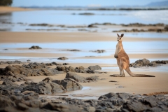 Beach Kangaroo