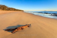 Driftwood