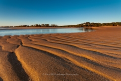 Wild Cattle Ripples